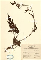 藏品(落新婦)的圖片